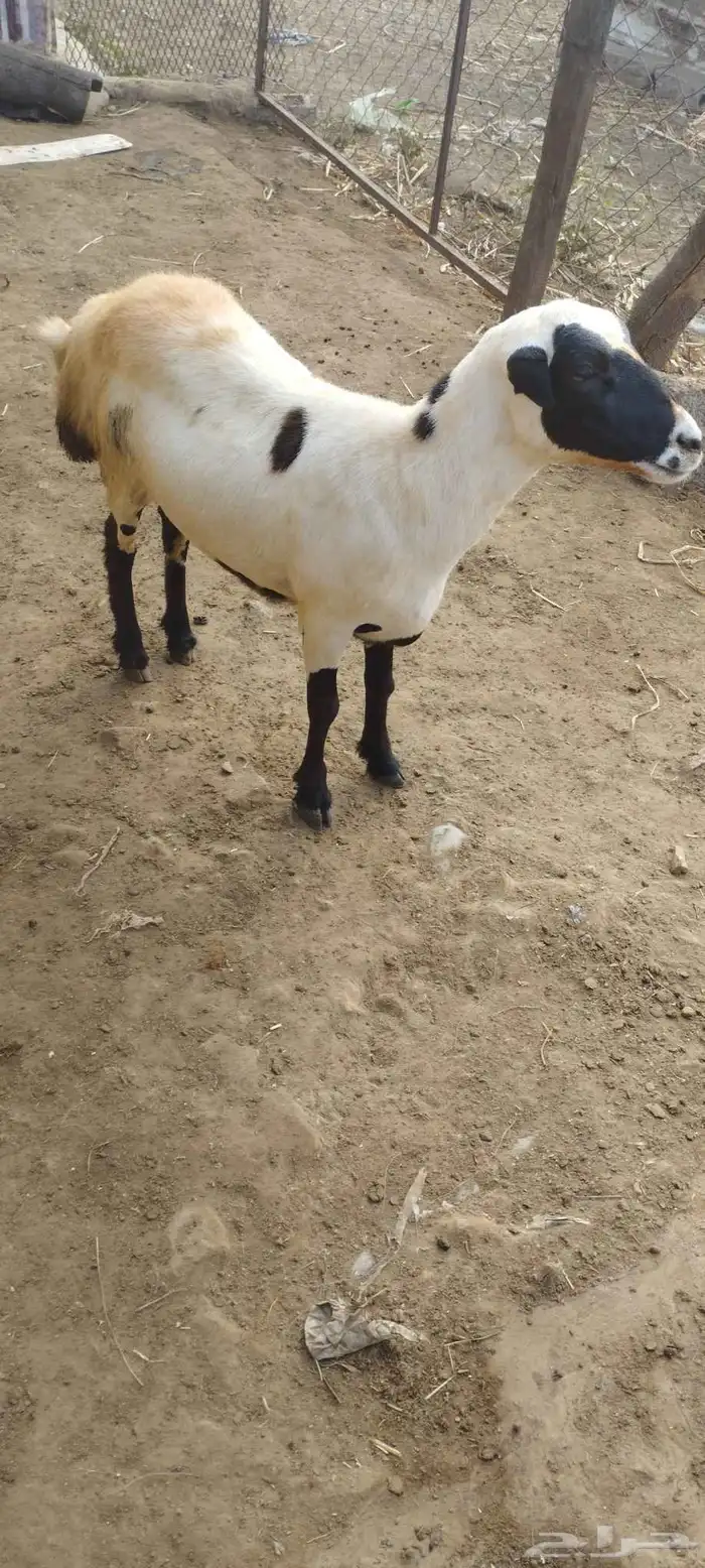 رخل للبيع العمر 8 شهر 0