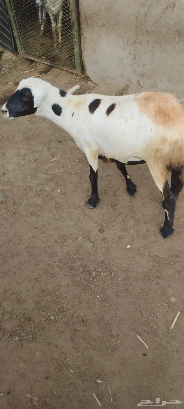 رخل للبيع العمر 8 شهر 1