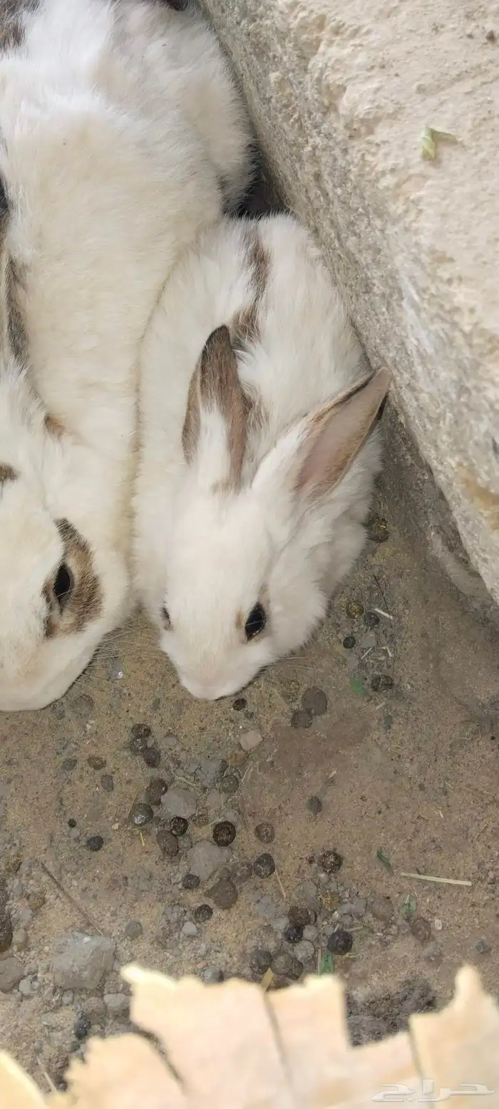 بابيون عملاق 2