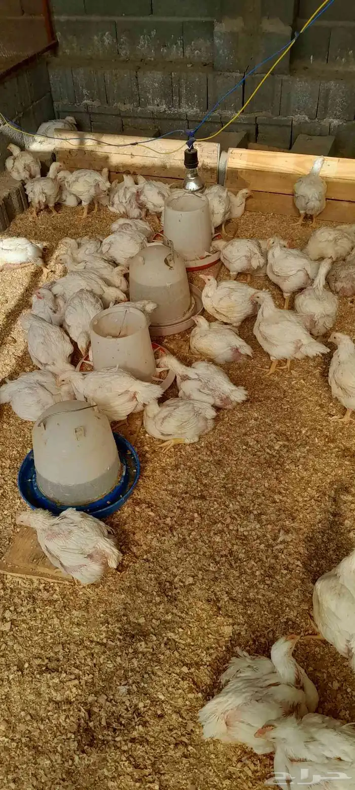 متوفر دجاج لاحم ذبح طازج حسب الطلب 1