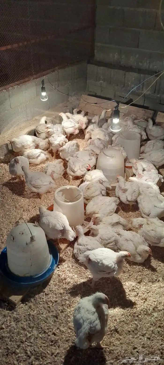 متوفر دجاج لاحم ذبح طازج حسب الطلب 2