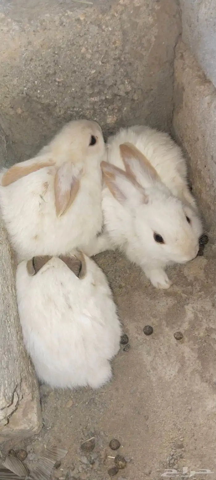 بابيون عملاق 0