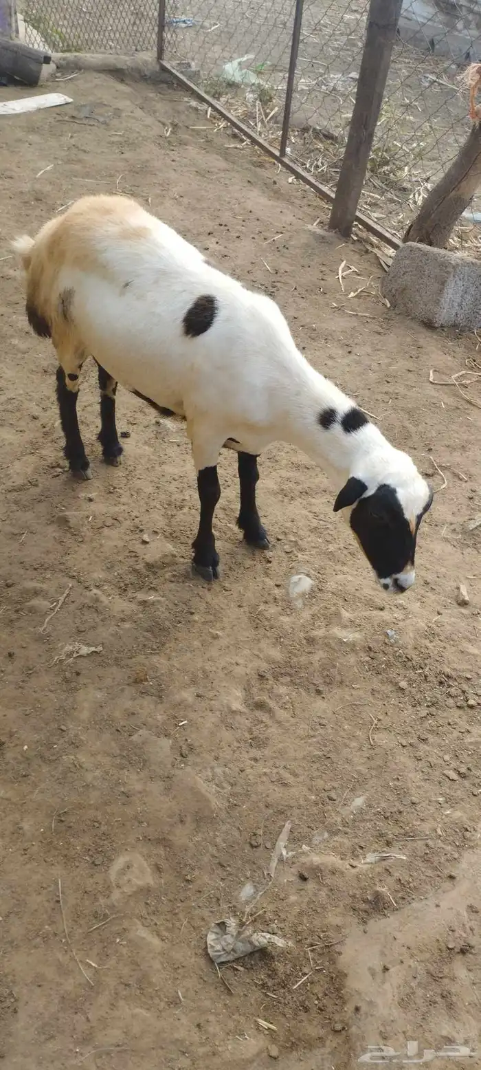 رخل للبيع العمر 8 شهر 2