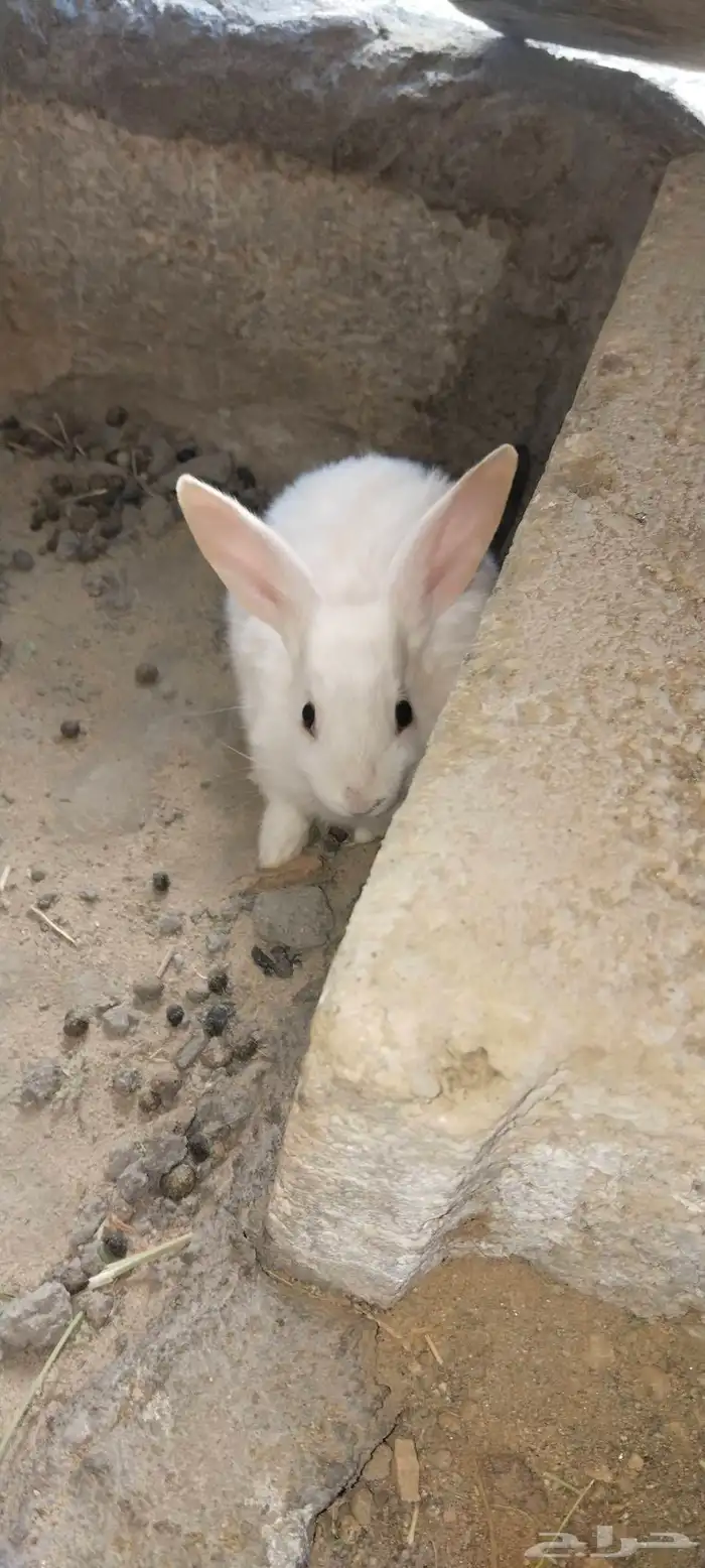 بابيون عملاق 1