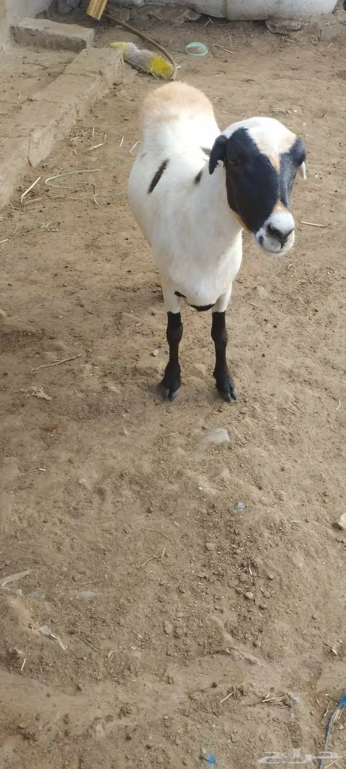 رخل للبيع العمر 8 شهر 3