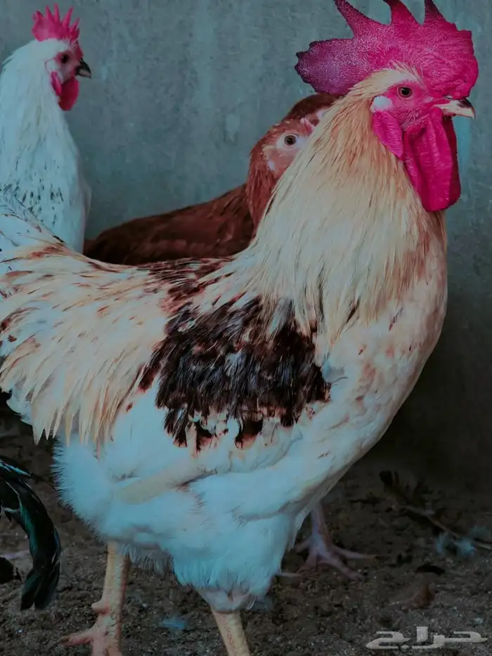 دجاج لوهمان وفرنسية للبيع 6
