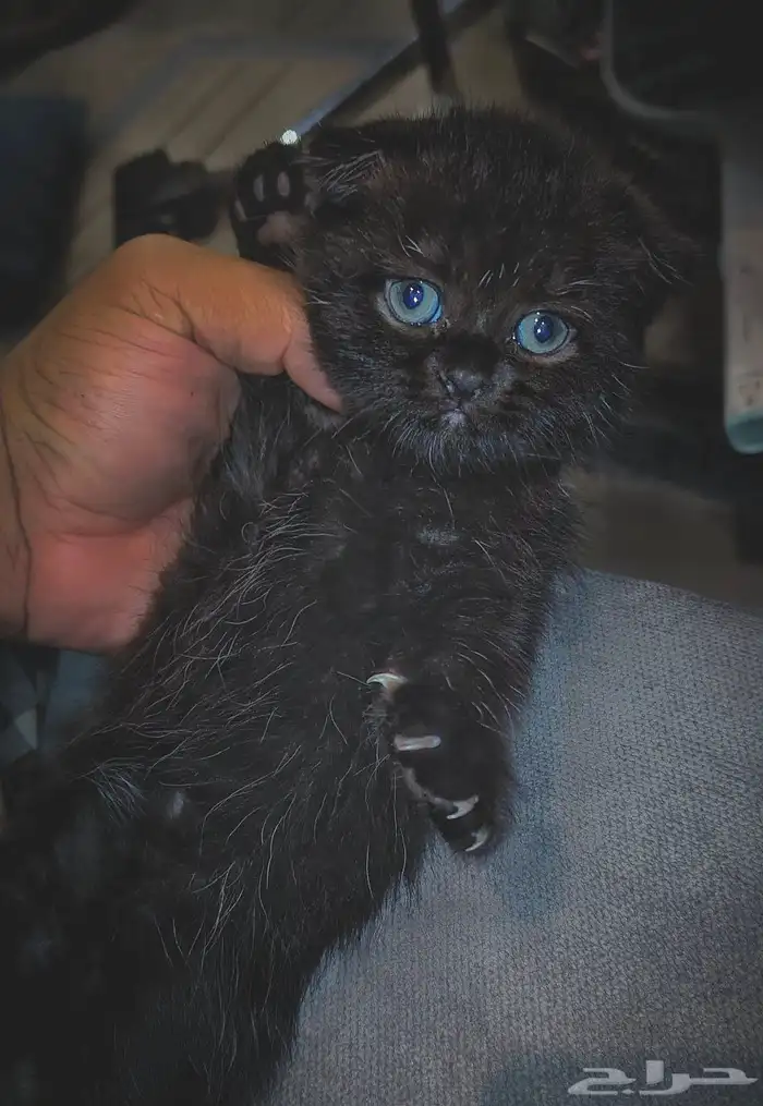 للبيع محبين كيتن سكوتش وراغدول العمر شهر واسبوع 7