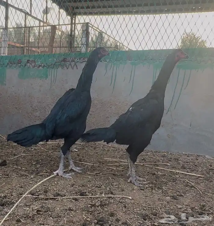 دجاج هجين شامو مستويات تب 0