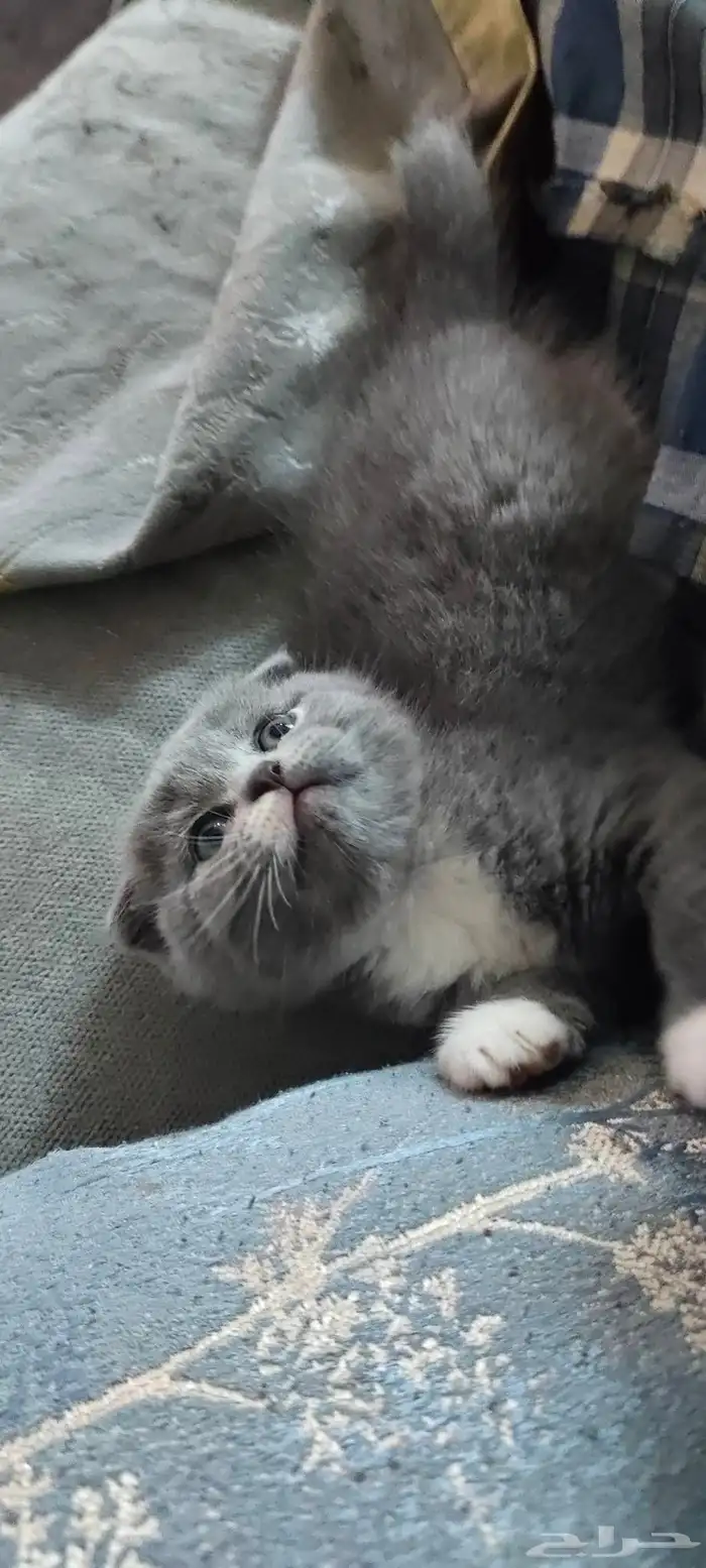 للبيع محبين كيتن سكوتش وراغدول العمر شهر واسبوع 3