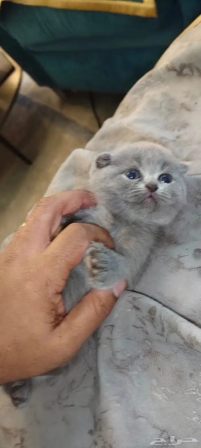 للبيع محبين كيتن سكوتش وراغدول العمر شهر واسبوع 2