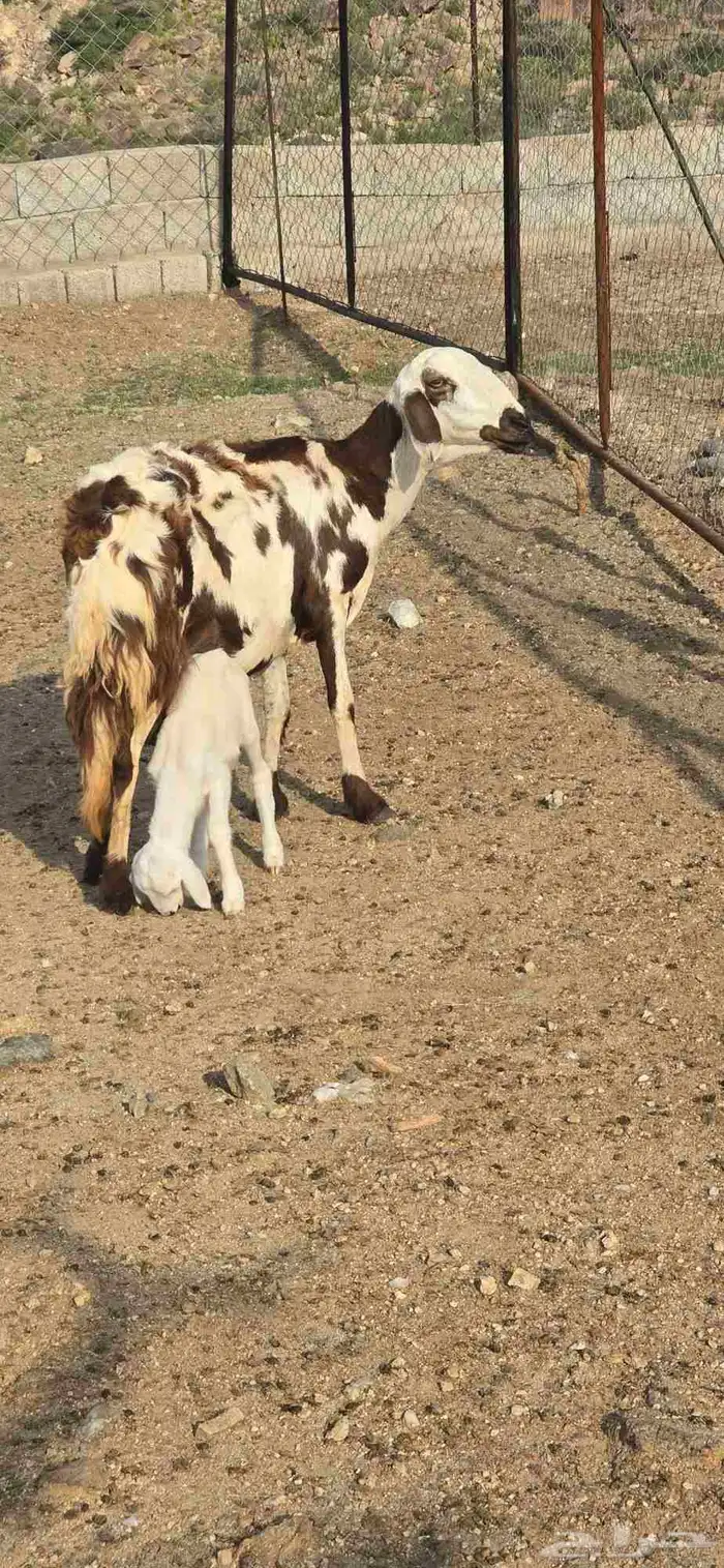 غنم للبيع 3