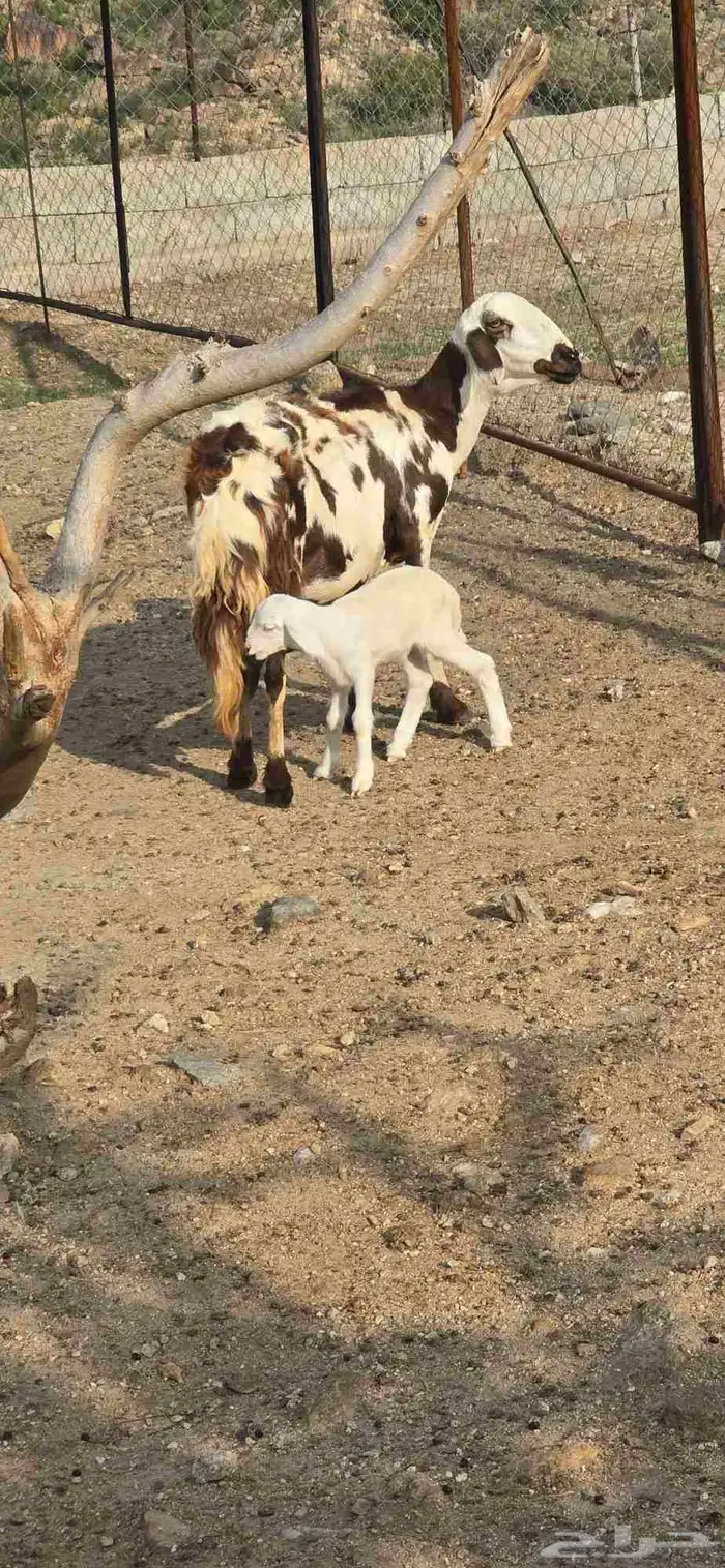 غنم للبيع 2