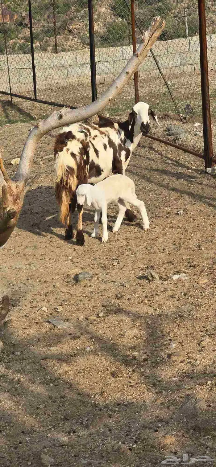 غنم للبيع 1