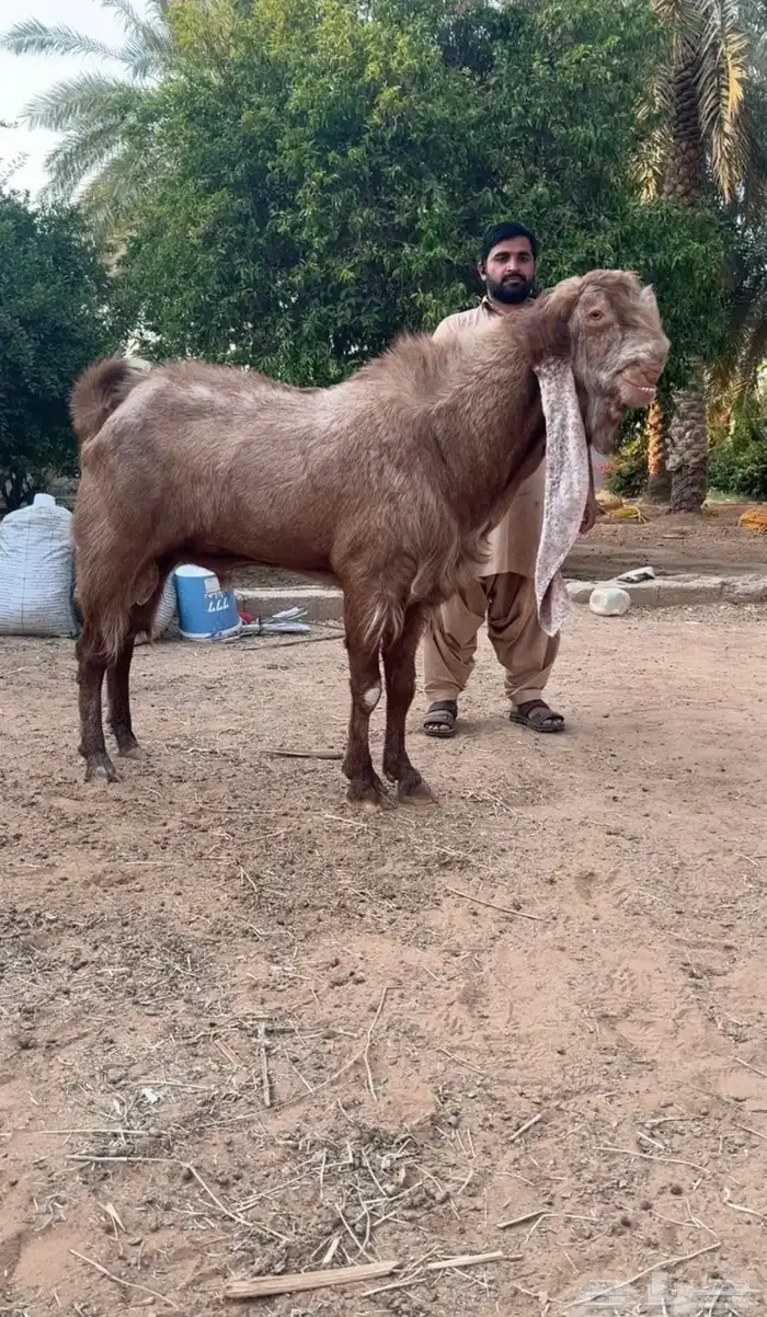 للبيع تيس هولندي 0