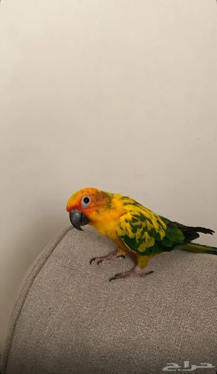 بغبغاء صن كنيور 0