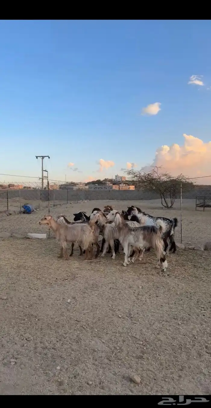 معزا دفع للبيع 2