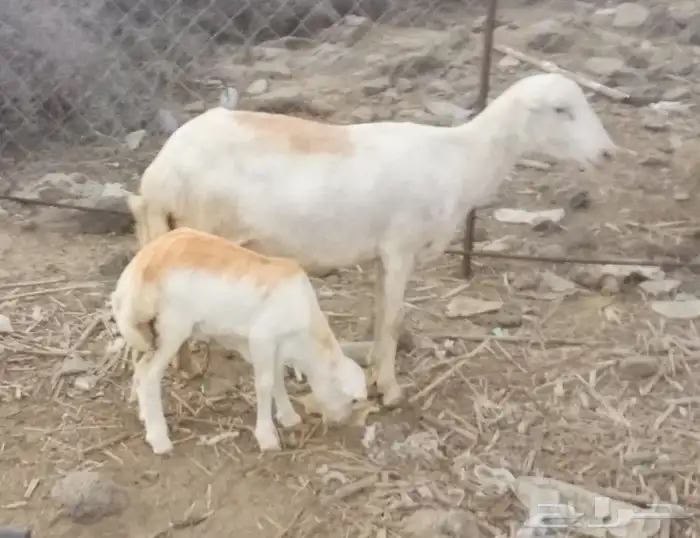 للبيع نعجتين رفيديات مناتيج 0