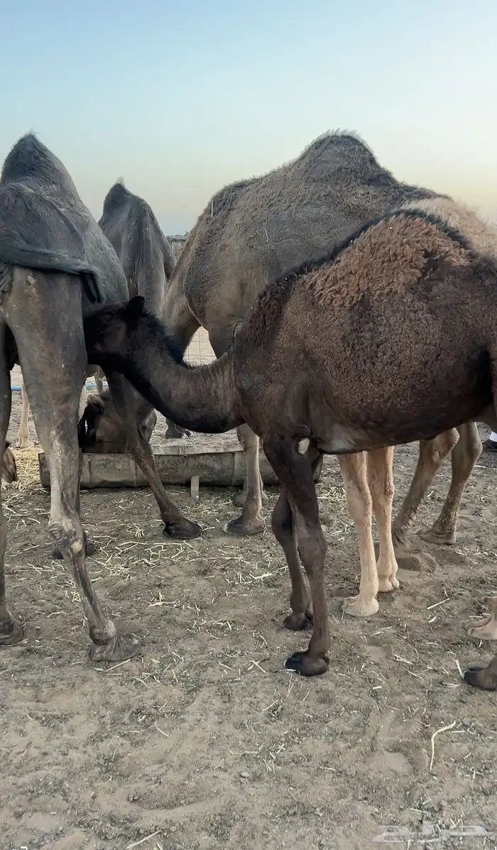 حشو للبيع مفاريد الموقع شمال محافظه المويه 60كيلو 0