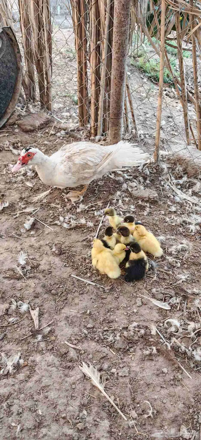 بطه مصريه مع عيالها 1