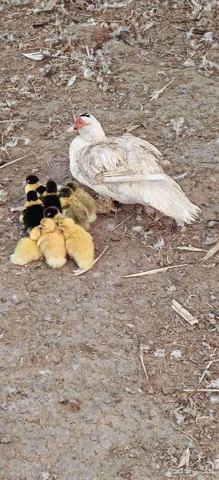 بطه مصريه مع عيالها 0