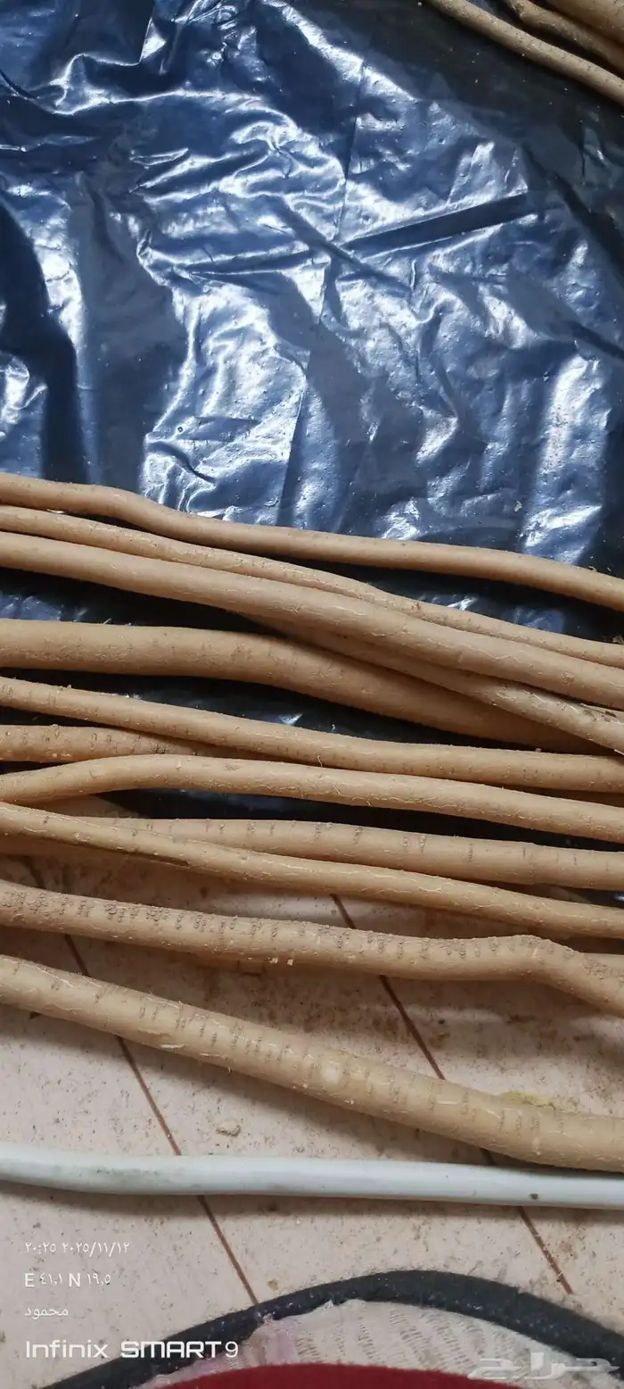 مسواك ابوحنش تجميع جديد 1