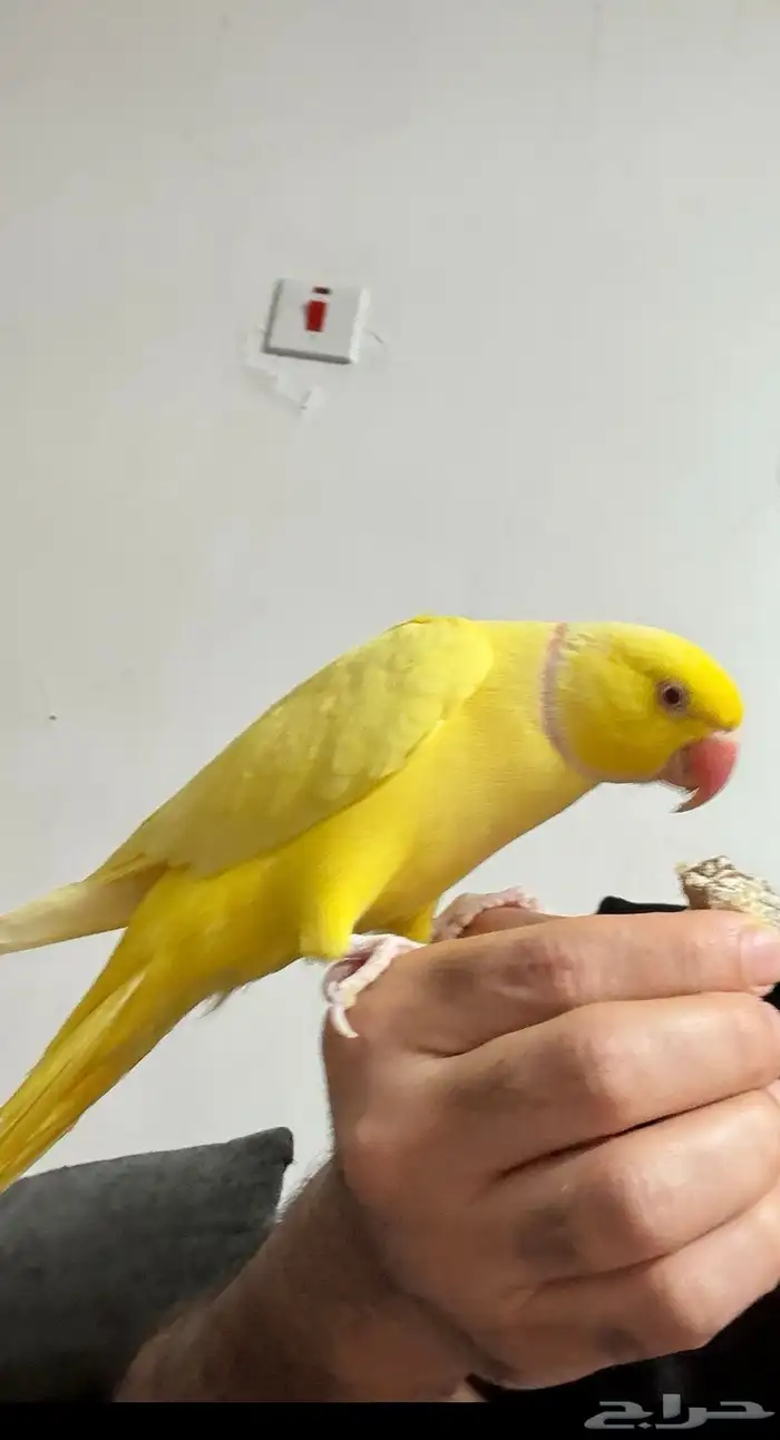 دره هولندي لاتينو 0