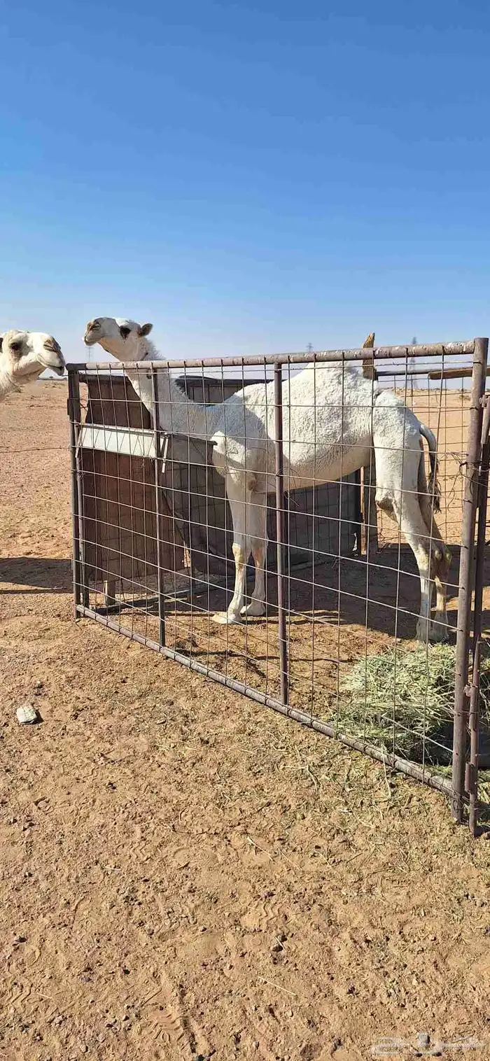 بكره مفروده. باتليه 0