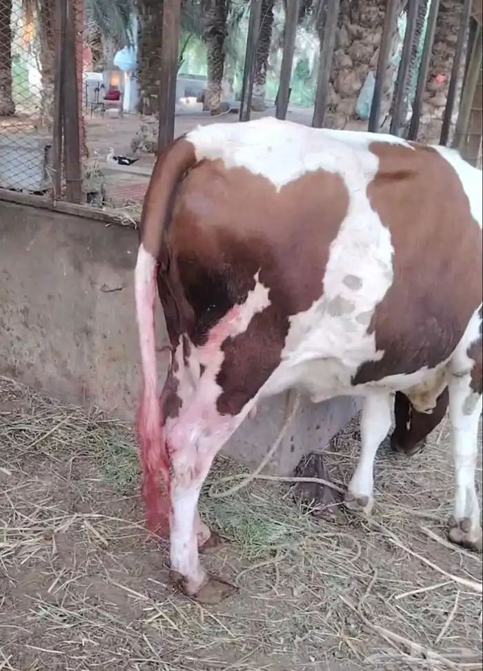 بقره هولاندي فاخر اول ولده تحتها أنثى 0