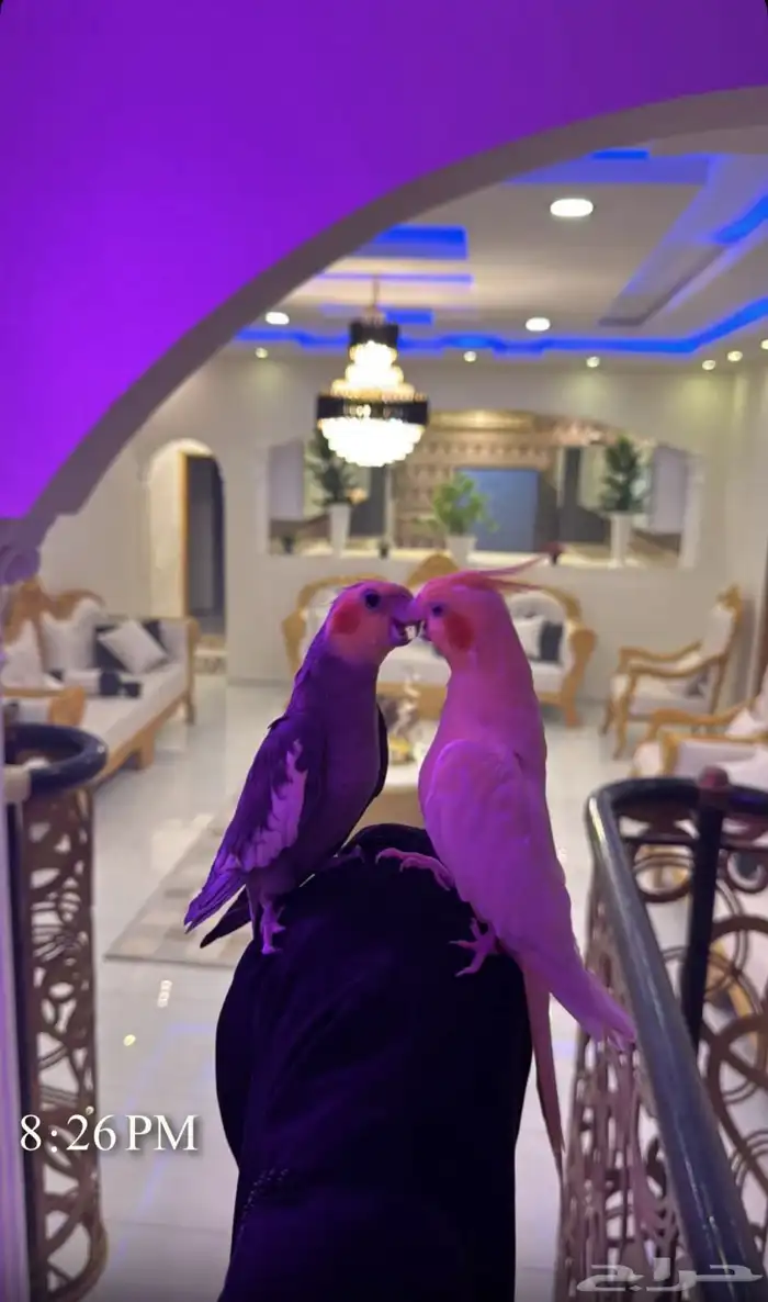 زوج كراون منتج 2