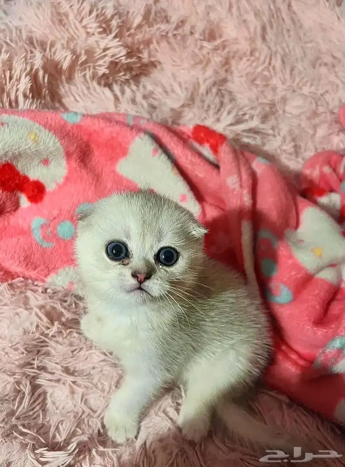 قط سكواتش مطعم ومعاه اغراض 1