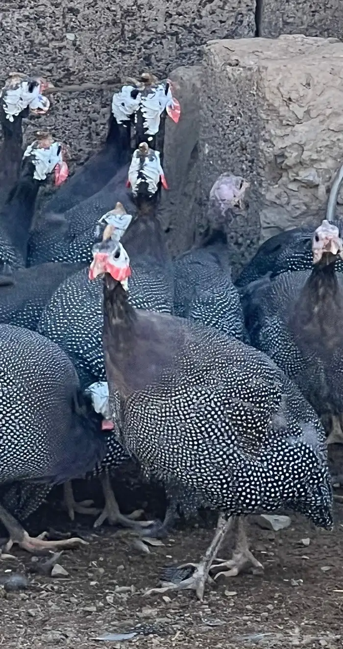 دجاج حبشي الحجل البلدي دجاج الوادي العمر من خمس اشهر الى سنه 1