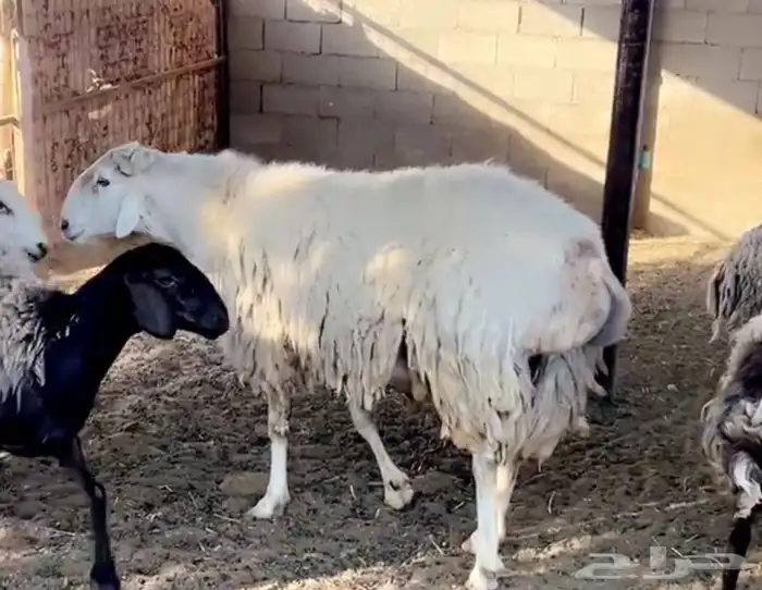 هجين ولد ودفيع مع الفحل 9