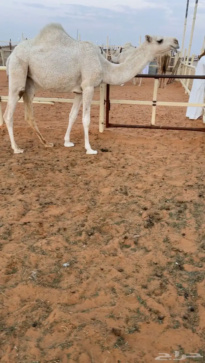 مفرودة تحقق الشتاء ذا من ذود ابن مخيال العجمي 0