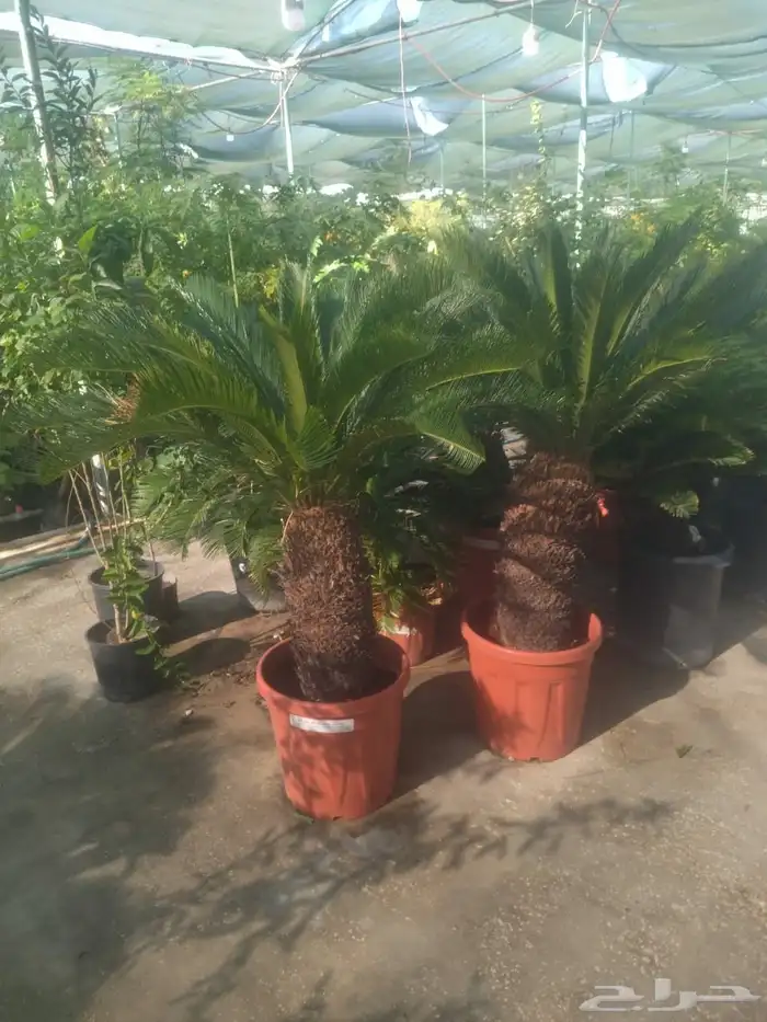 مشاتل الدمام طريق الجبيل 5