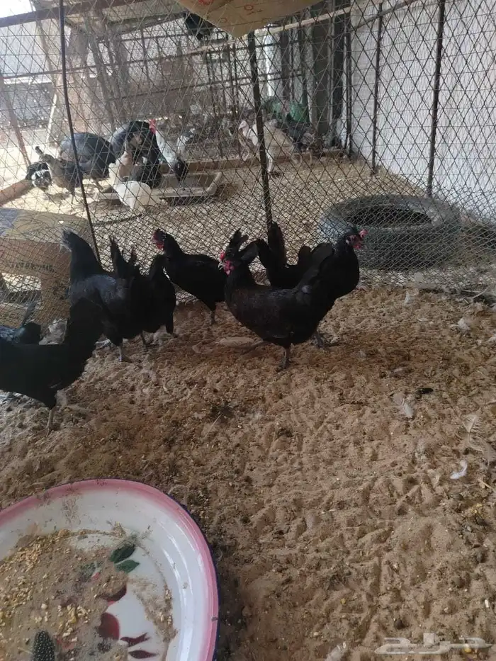 دجاج بلدي اسود لماع 5