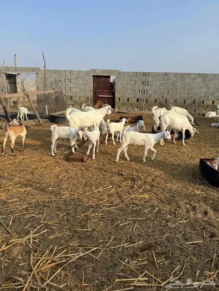 ماعز للبيع فواخر 5