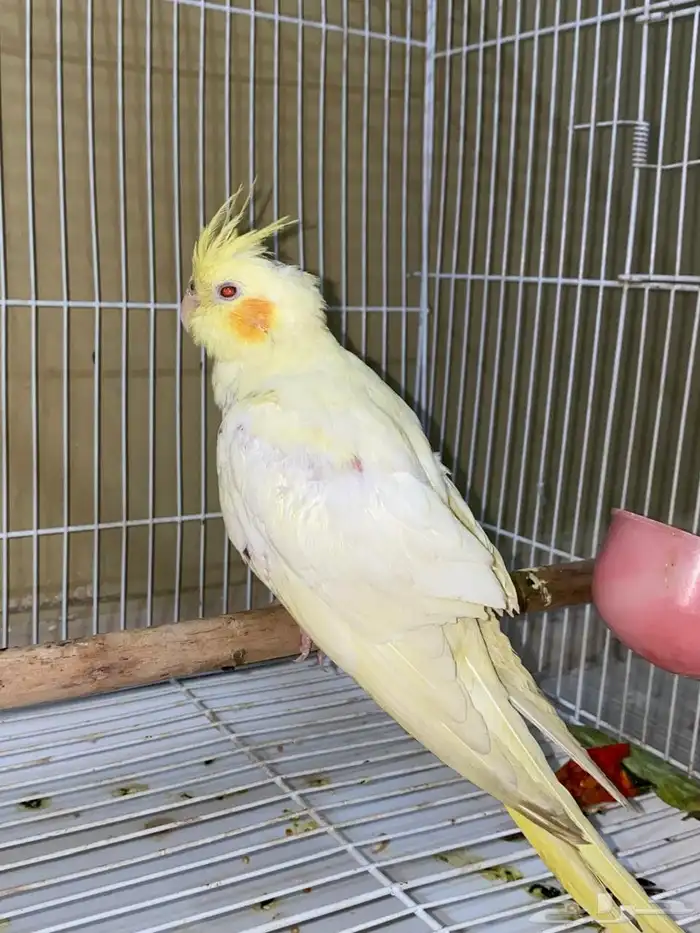 كروان لاتينو اليف 3