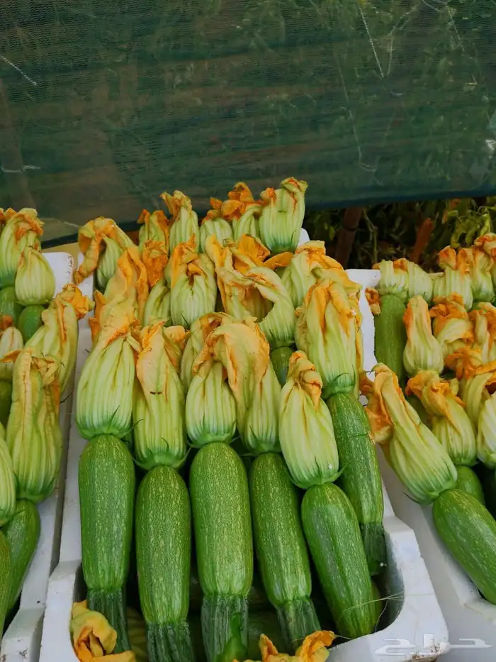 مهندس زراعي خبره عاليه استشارات وزيارات واشراف 0