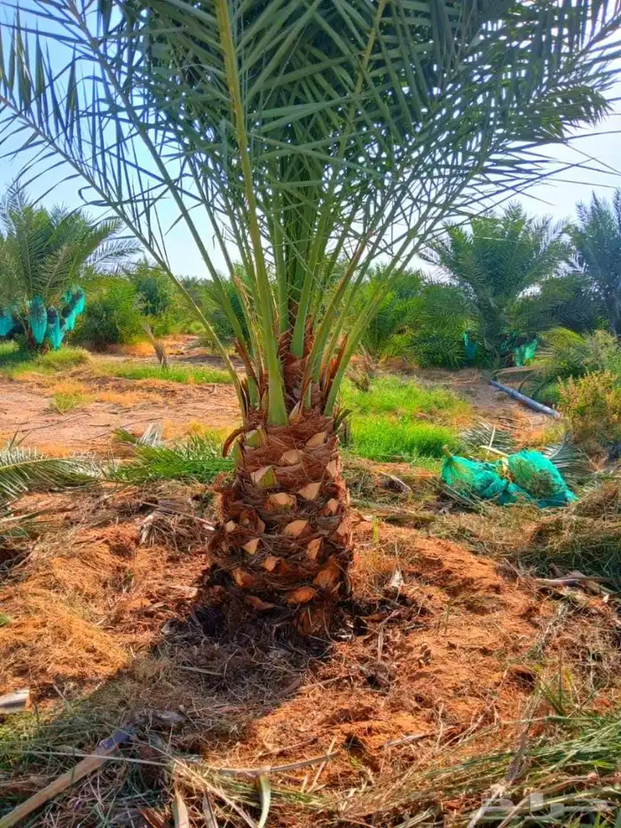 بيع نخل مثمر نقايل جثايث واشنطني اخلاص سكري برحي صقعي مجدول 6