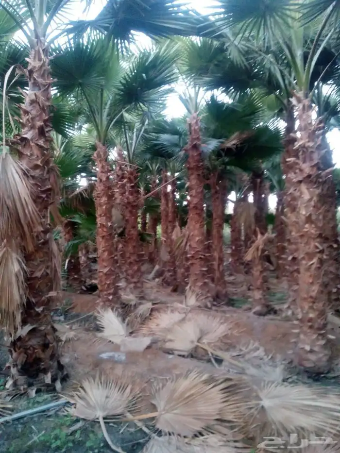 يوجد لدينا نخل للبيع 2