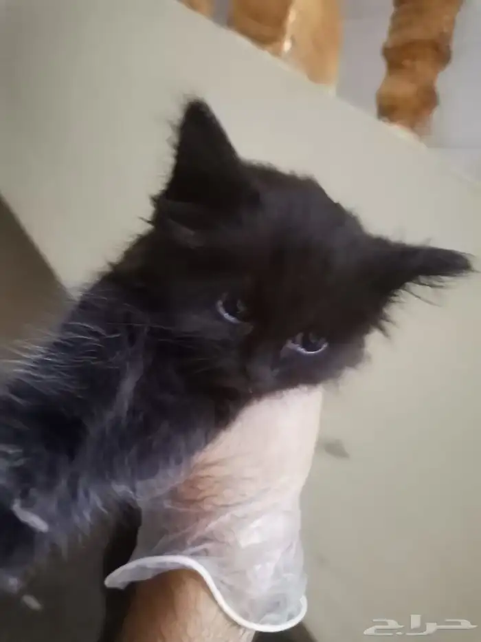 قطه شيرازيه للتبني 0
