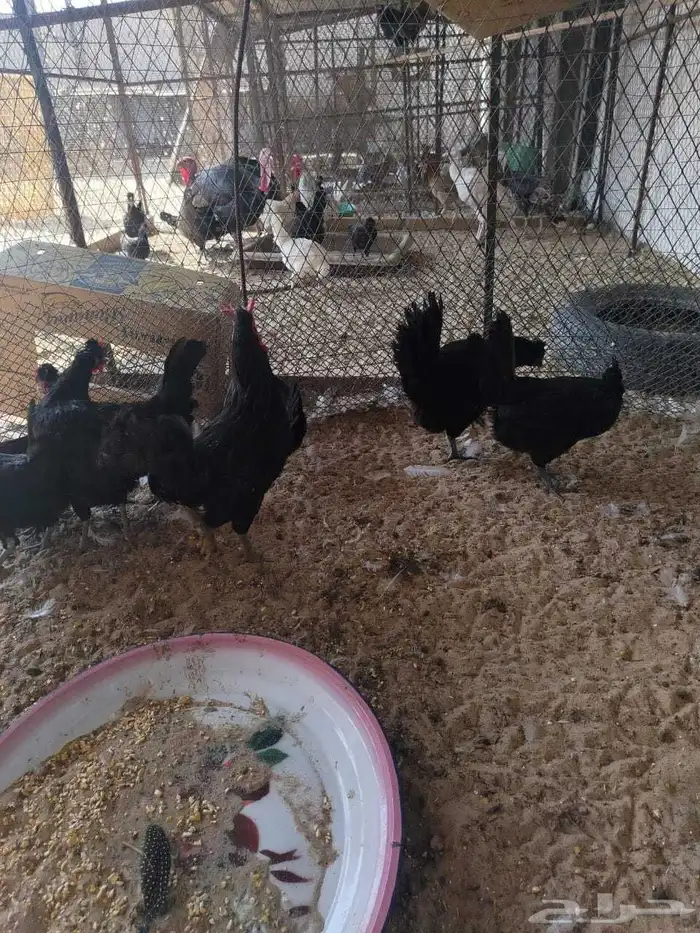 دجاج بلدي اسود لماع 3