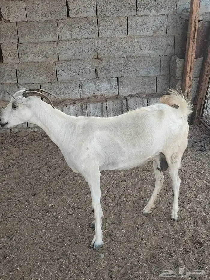 عنز بيشية دافع للبيع 1