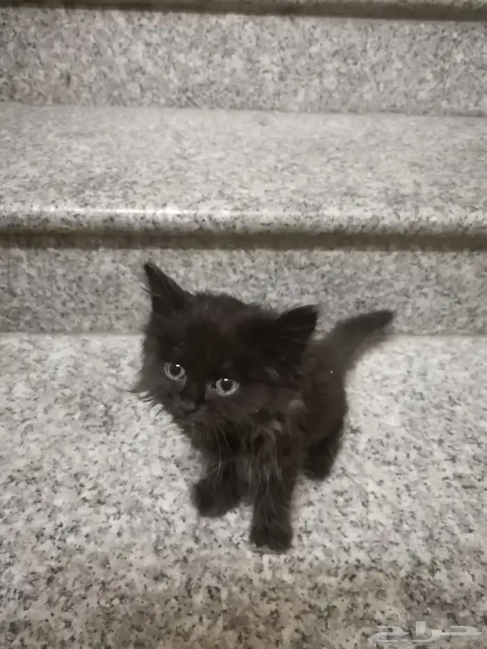 قطه شيرازيه للتبني 2