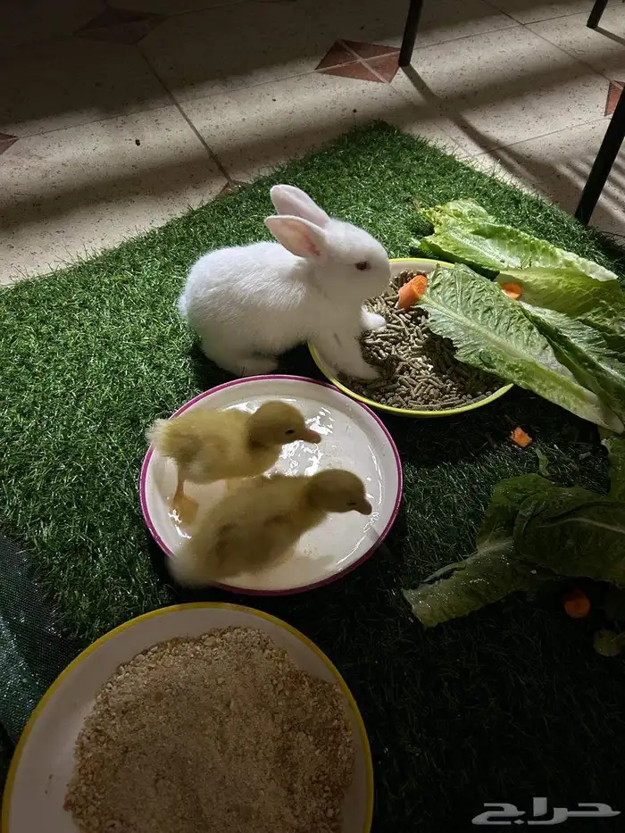 أرنبين وبطتين للبيع 0