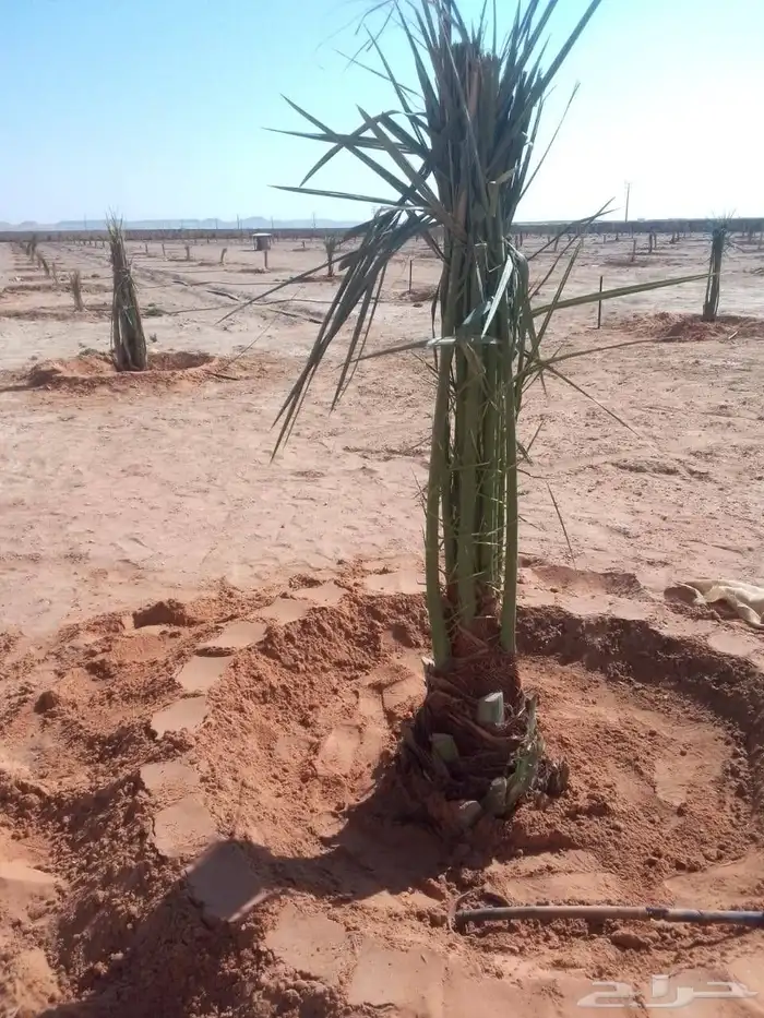 يوجد لدينا نخل للبيع 1