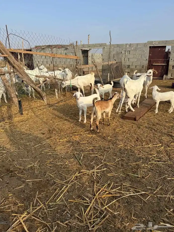 ماعز للبيع فواخر 7