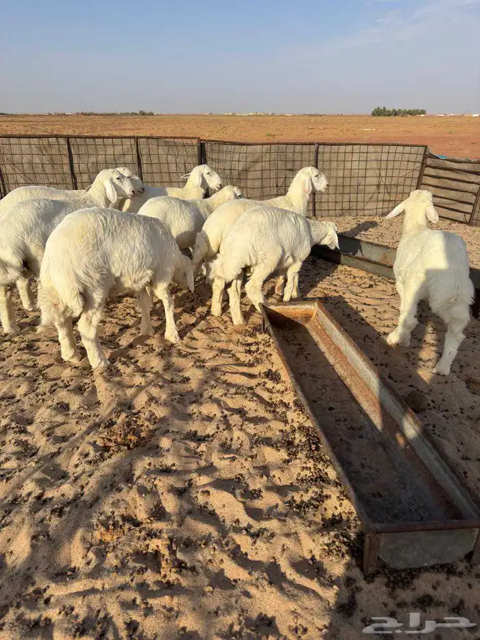 خرفان حريه العدد ثمانيه العمر من ثلاث شهور ونص الي اربع شهور 2