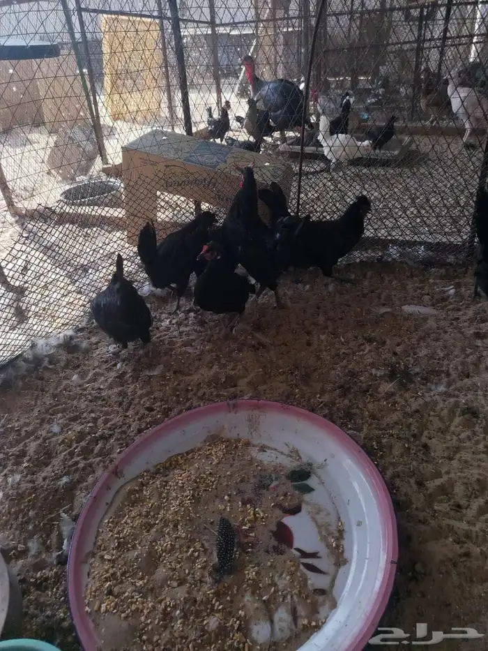 دجاج بلدي اسود لماع 2