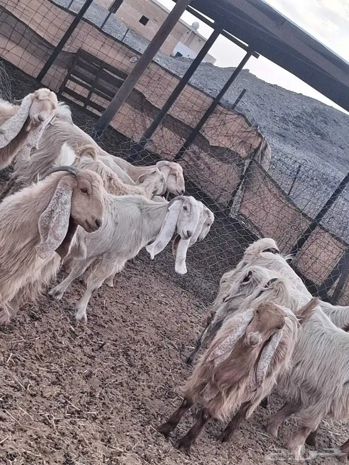 معزا عوارض صفر صنف الصنف 1